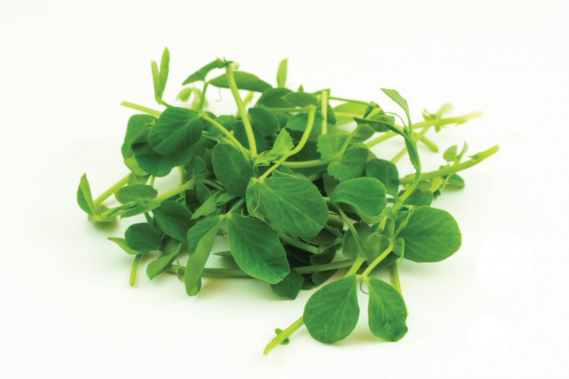 Micro Pea Shoots punnet | Albion Fine Foods Ltd.