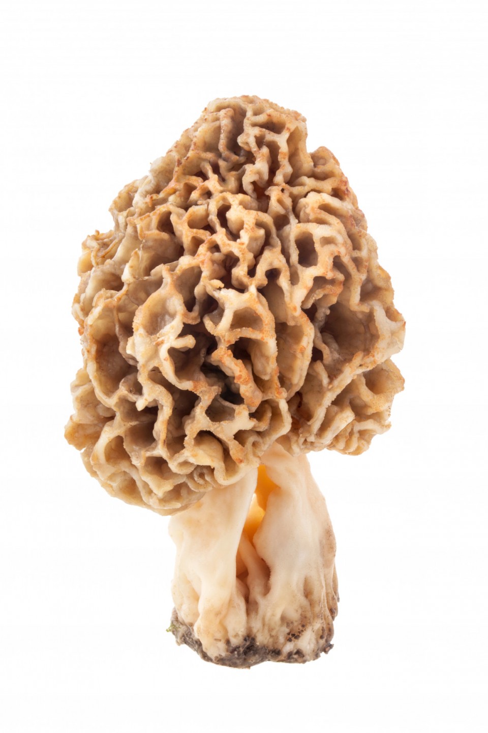 Morels Mushroom kilo Albion Fine Foods