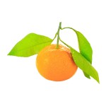 SATSUMA